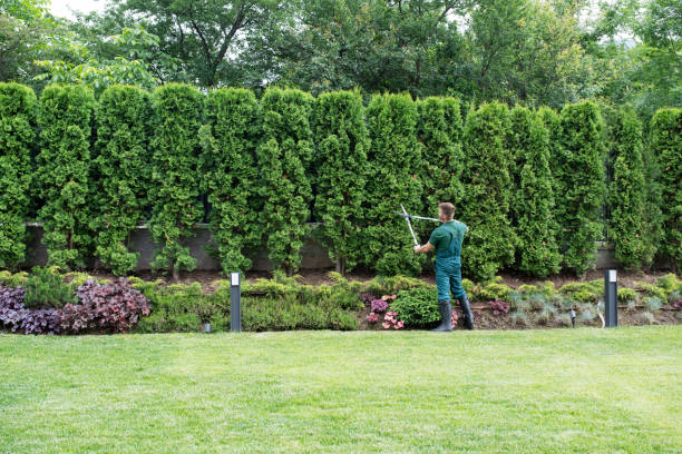 Best Tree Maintenance Programs  in Lake Holiday, IL